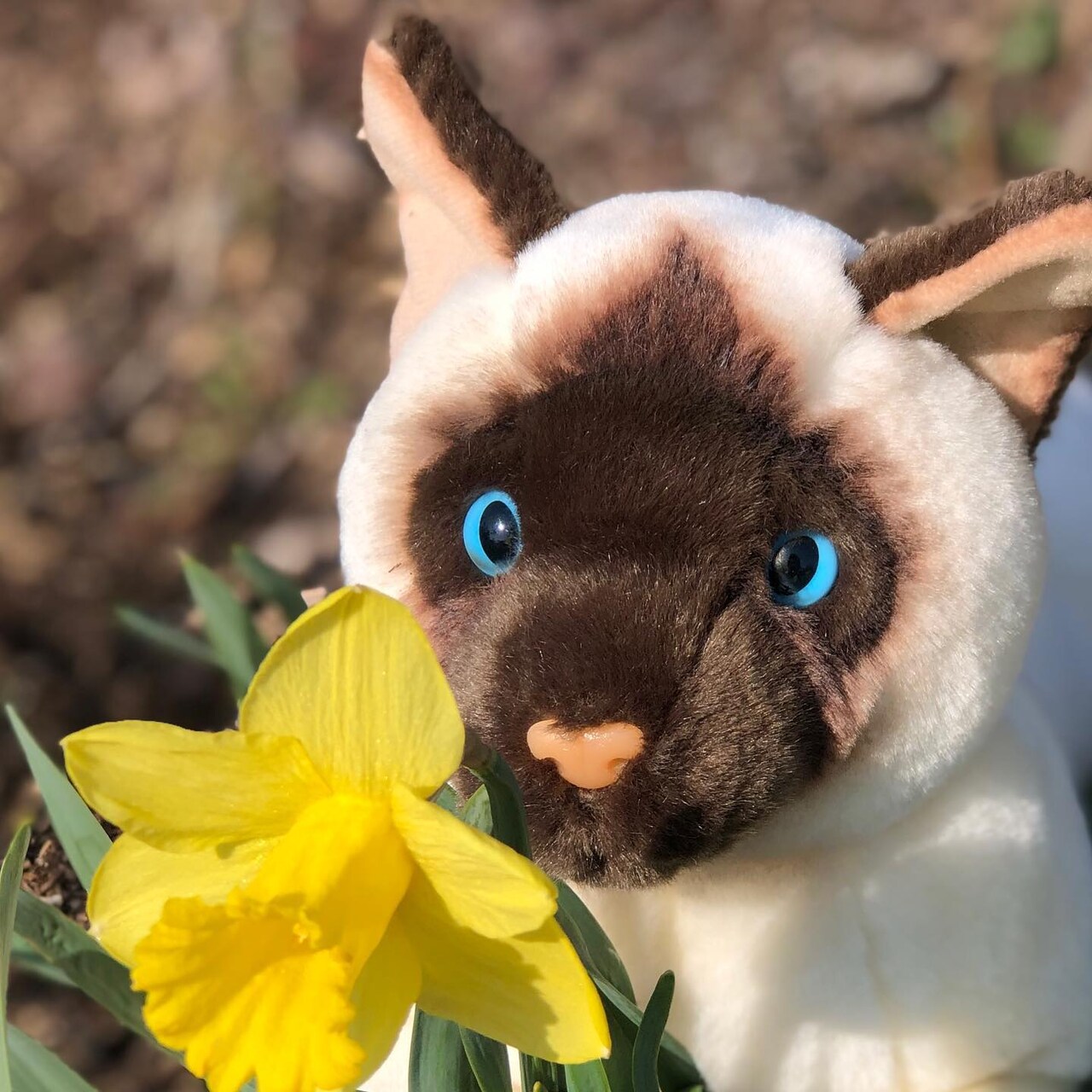 The Adorable and Lovable Rajah™ Floppy Siamese Cat: A Feline Friend for Life